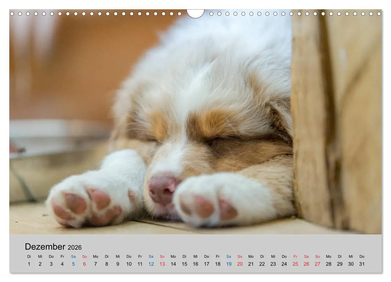 Bild: 9783457718858 | Australian Shepherd Welpen 2026 (Wandkalender 2026 DIN A3 quer),...