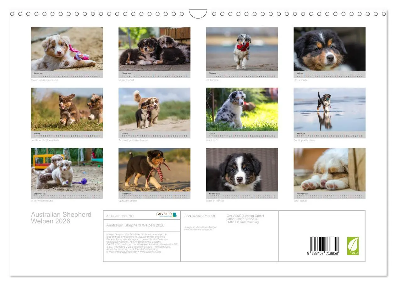 Bild: 9783457718858 | Australian Shepherd Welpen 2026 (Wandkalender 2026 DIN A3 quer),...