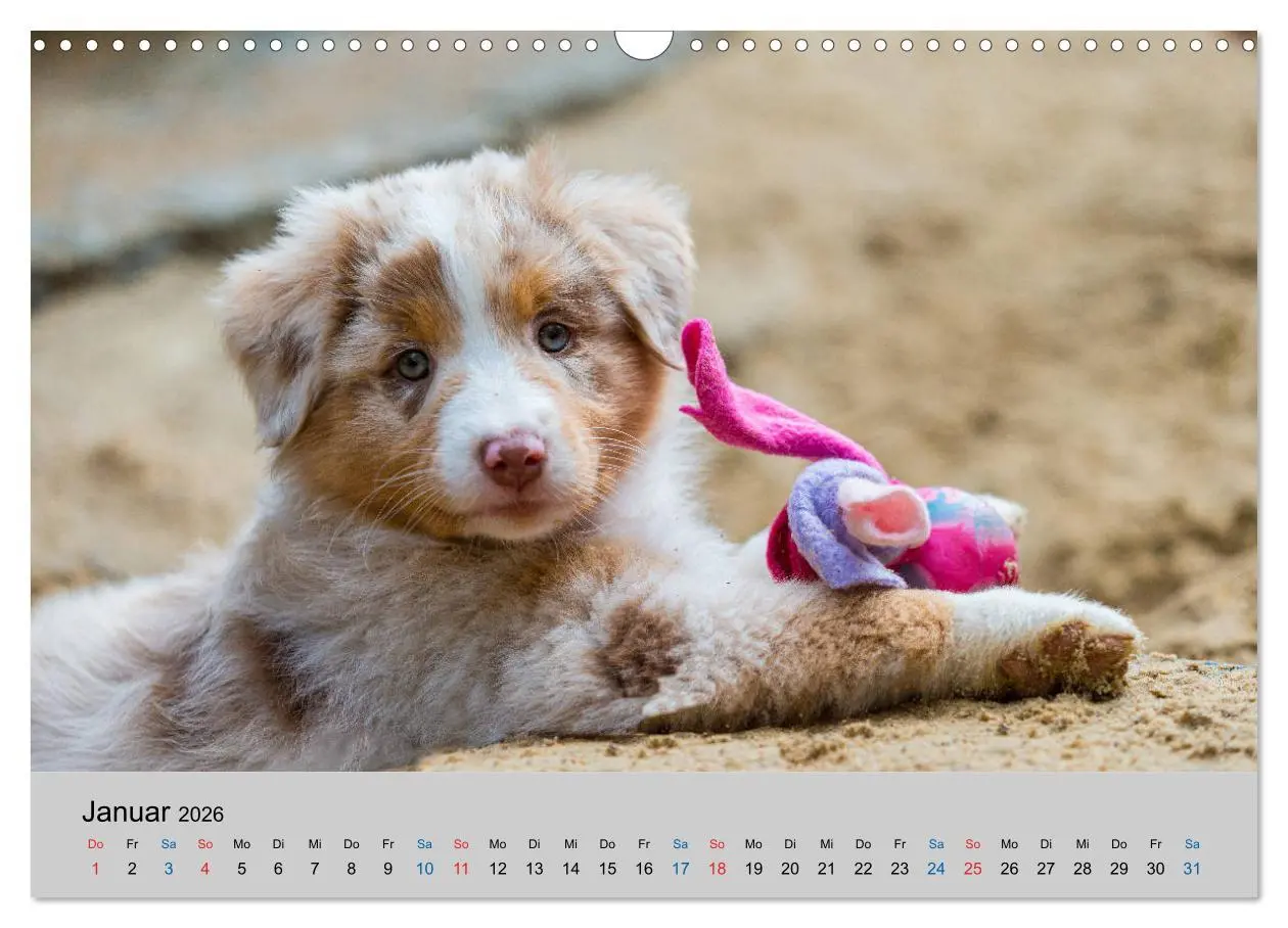 Bild: 9783457718858 | Australian Shepherd Welpen 2026 (Wandkalender 2026 DIN A3 quer),...