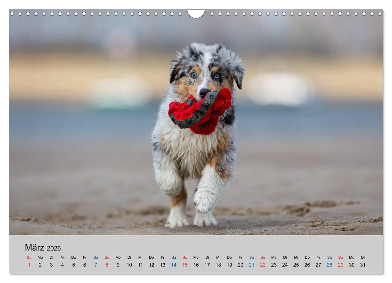 Bild: 9783457718858 | Australian Shepherd Welpen 2026 (Wandkalender 2026 DIN A3 quer),...