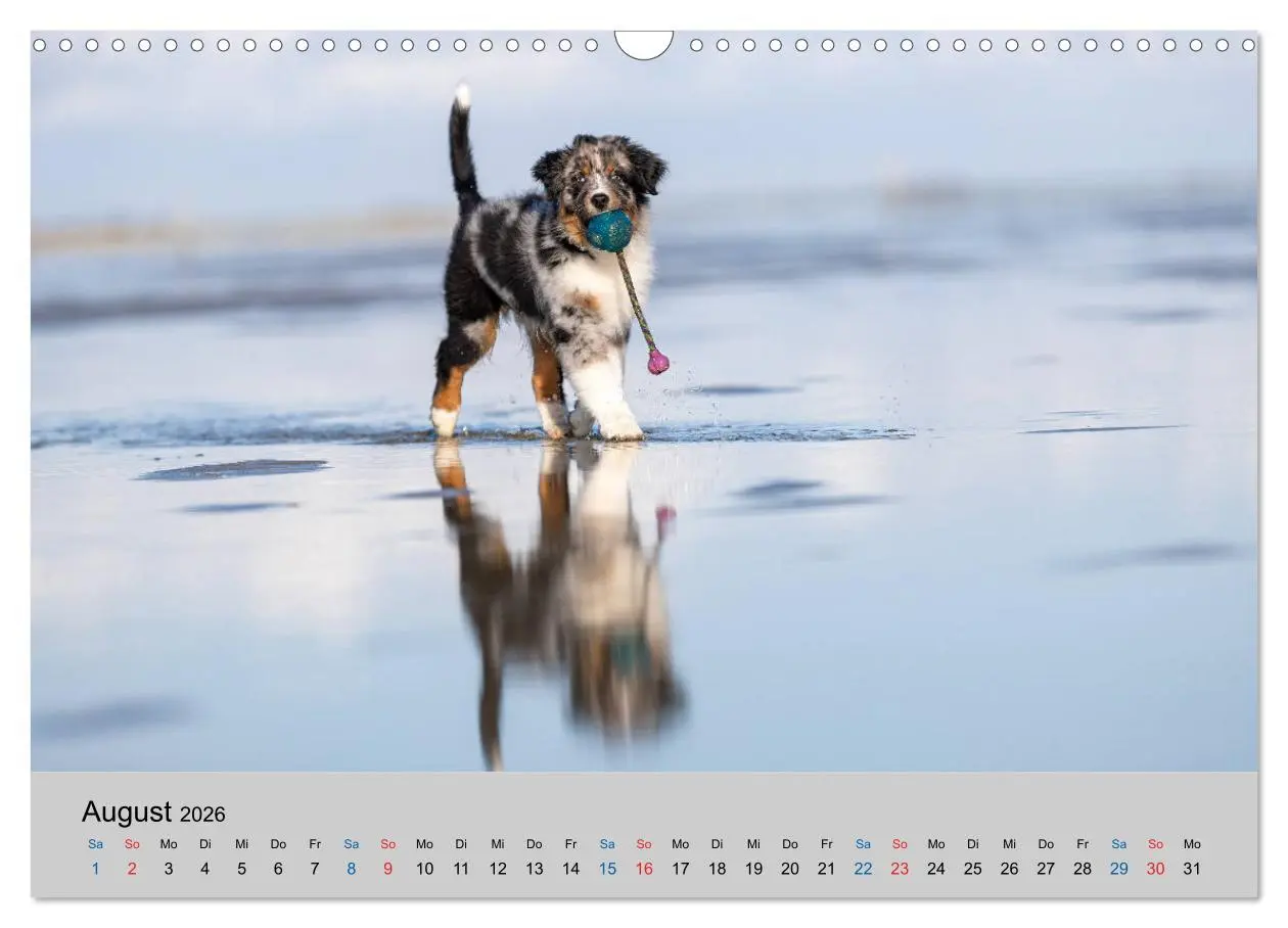 Bild: 9783457718858 | Australian Shepherd Welpen 2026 (Wandkalender 2026 DIN A3 quer),...