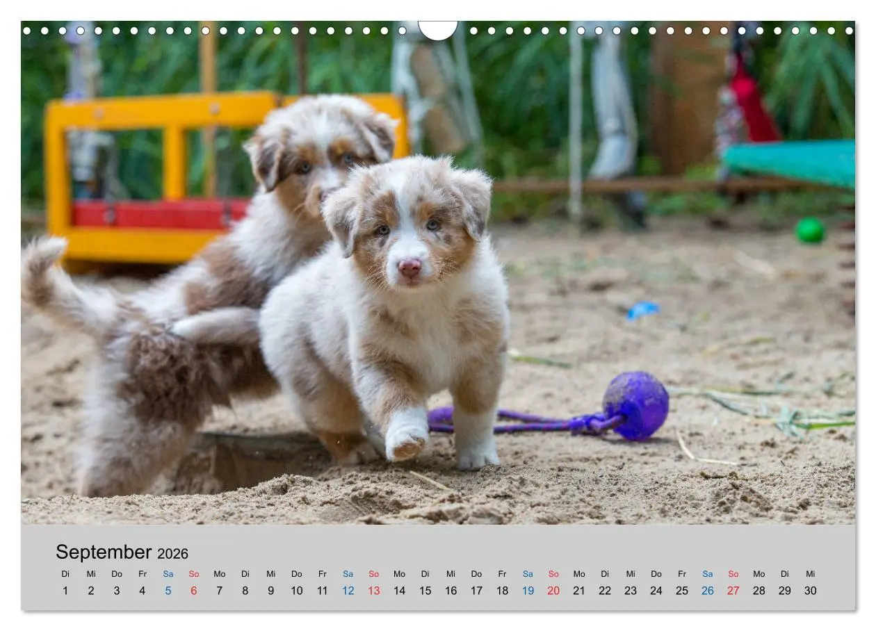 Bild: 9783457718858 | Australian Shepherd Welpen 2026 (Wandkalender 2026 DIN A3 quer),...