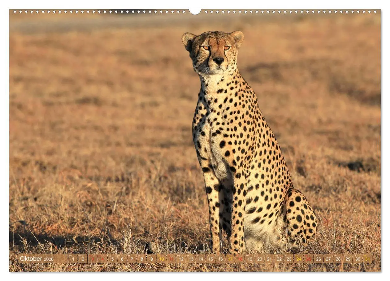 Bild: 9783516048858 | Geparden - Begegnungen in Afrika (hochwertiger Premium Wandkalender...