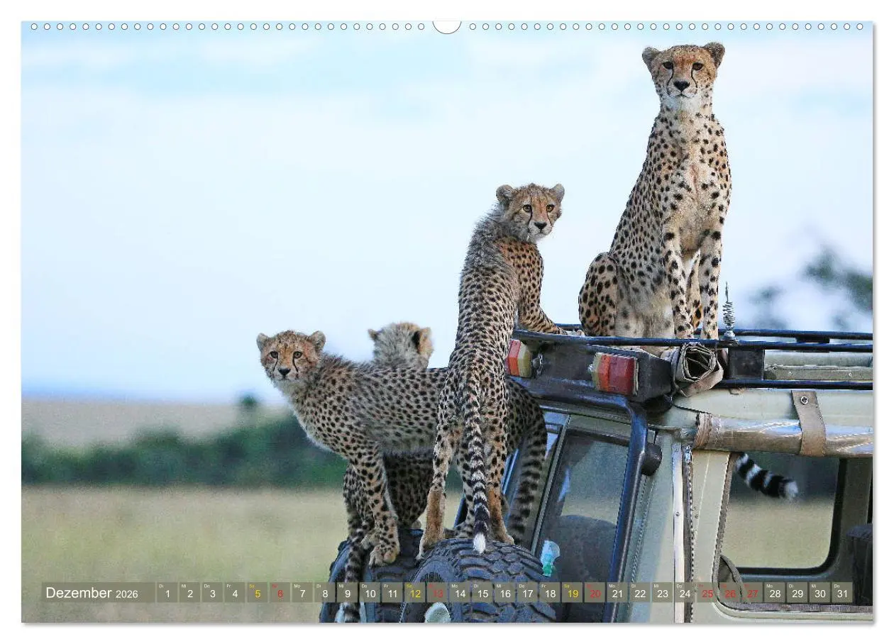 Bild: 9783516048858 | Geparden - Begegnungen in Afrika (hochwertiger Premium Wandkalender...