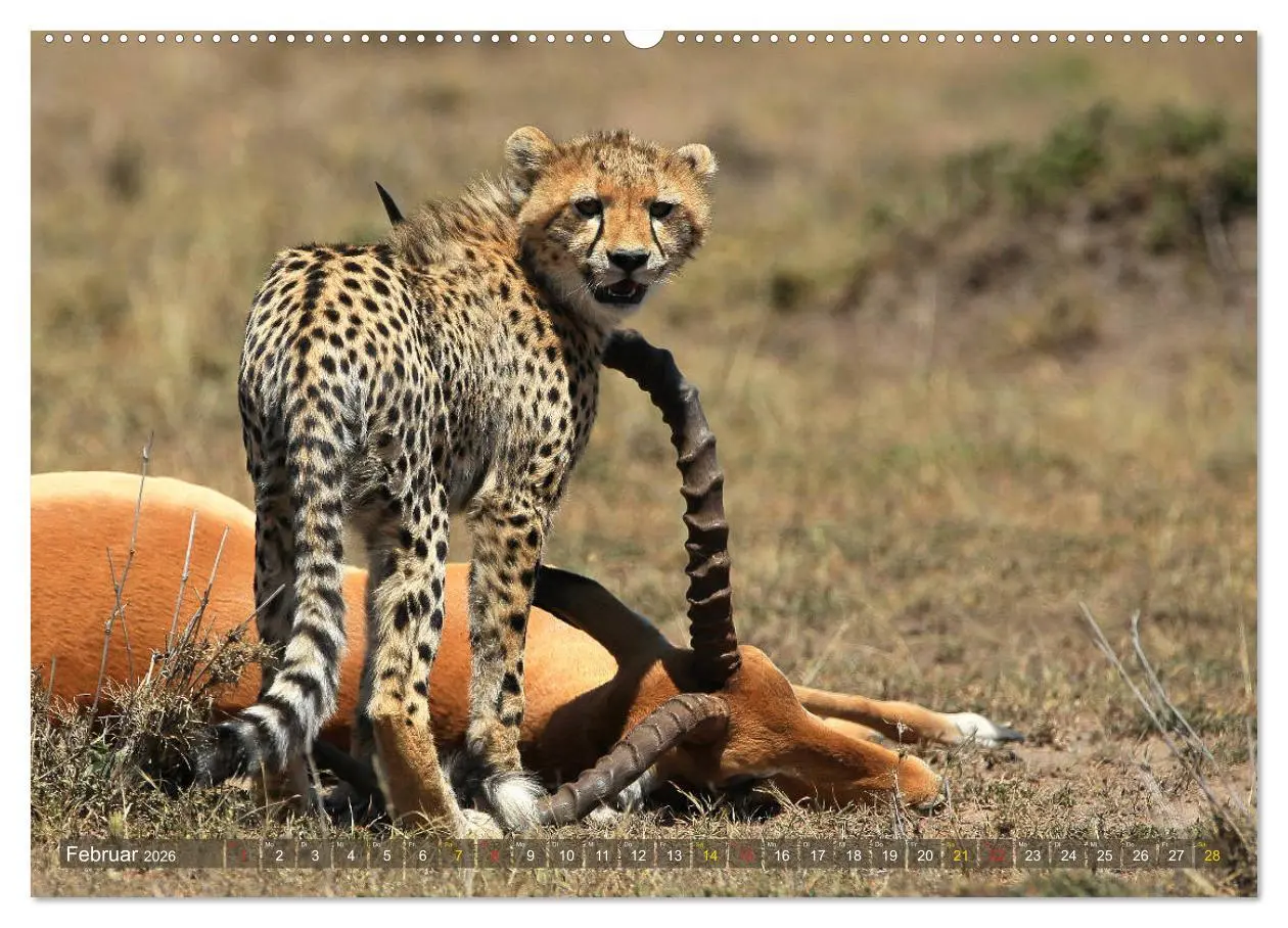 Bild: 9783516048858 | Geparden - Begegnungen in Afrika (hochwertiger Premium Wandkalender...