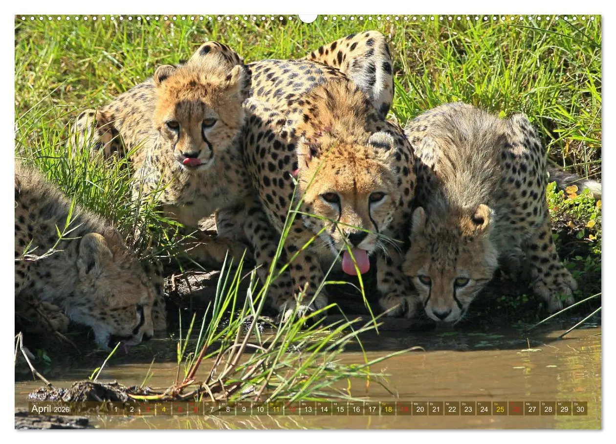 Bild: 9783516048858 | Geparden - Begegnungen in Afrika (hochwertiger Premium Wandkalender...