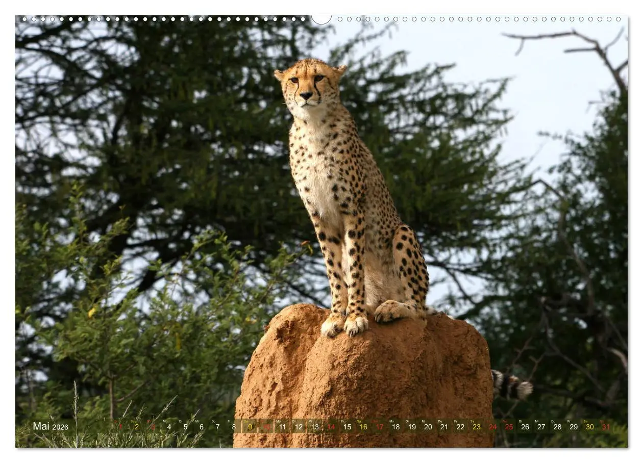 Bild: 9783516048858 | Geparden - Begegnungen in Afrika (hochwertiger Premium Wandkalender...