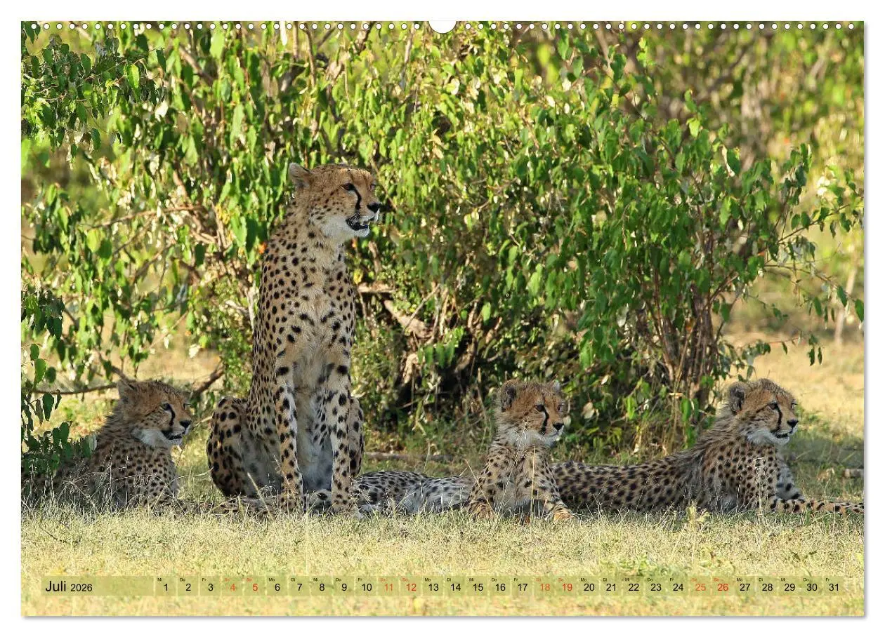 Bild: 9783516048858 | Geparden - Begegnungen in Afrika (hochwertiger Premium Wandkalender...