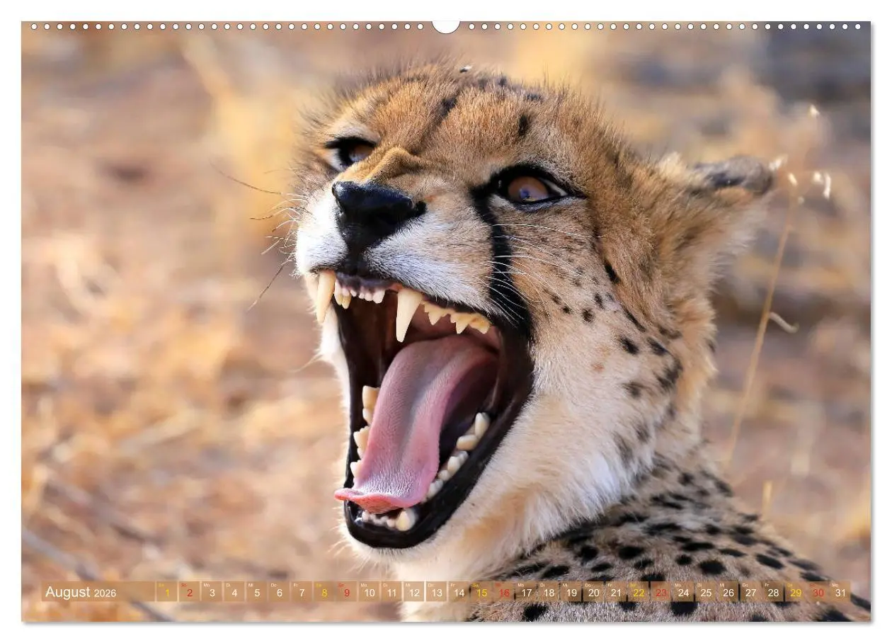 Bild: 9783516048858 | Geparden - Begegnungen in Afrika (hochwertiger Premium Wandkalender...