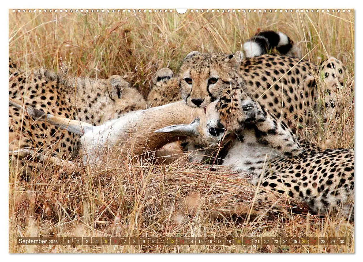 Bild: 9783516048858 | Geparden - Begegnungen in Afrika (hochwertiger Premium Wandkalender...