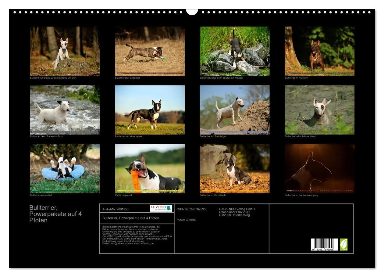 Bild: 9783457878958 | Bullterrier, Powerpakete auf 4 Pfoten (Wandkalender 2026 DIN A2...