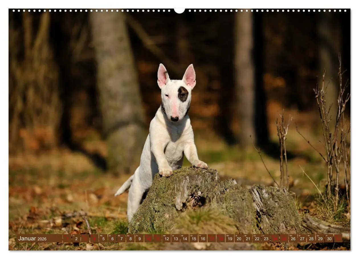 Bild: 9783457878958 | Bullterrier, Powerpakete auf 4 Pfoten (Wandkalender 2026 DIN A2...