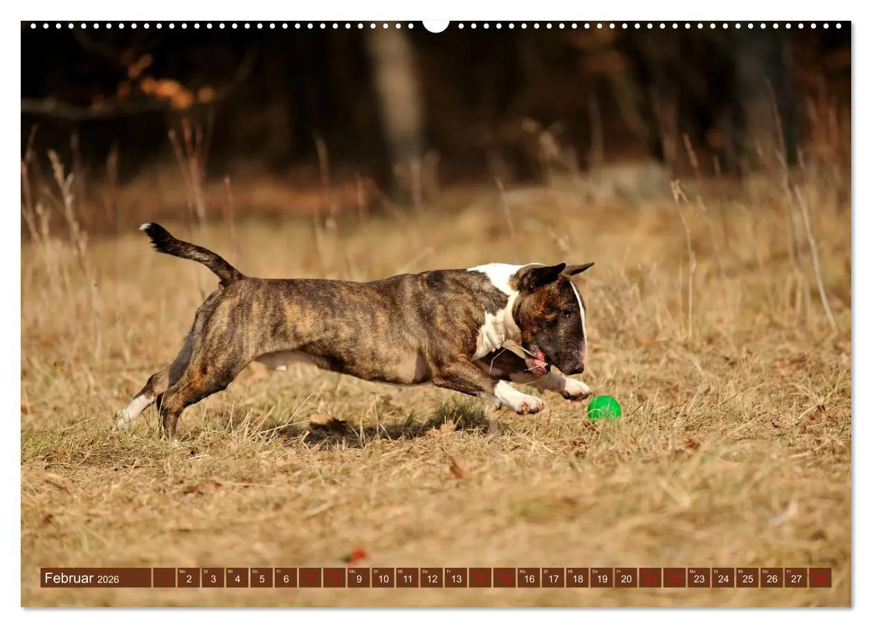 Bild: 9783457878958 | Bullterrier, Powerpakete auf 4 Pfoten (Wandkalender 2026 DIN A2...