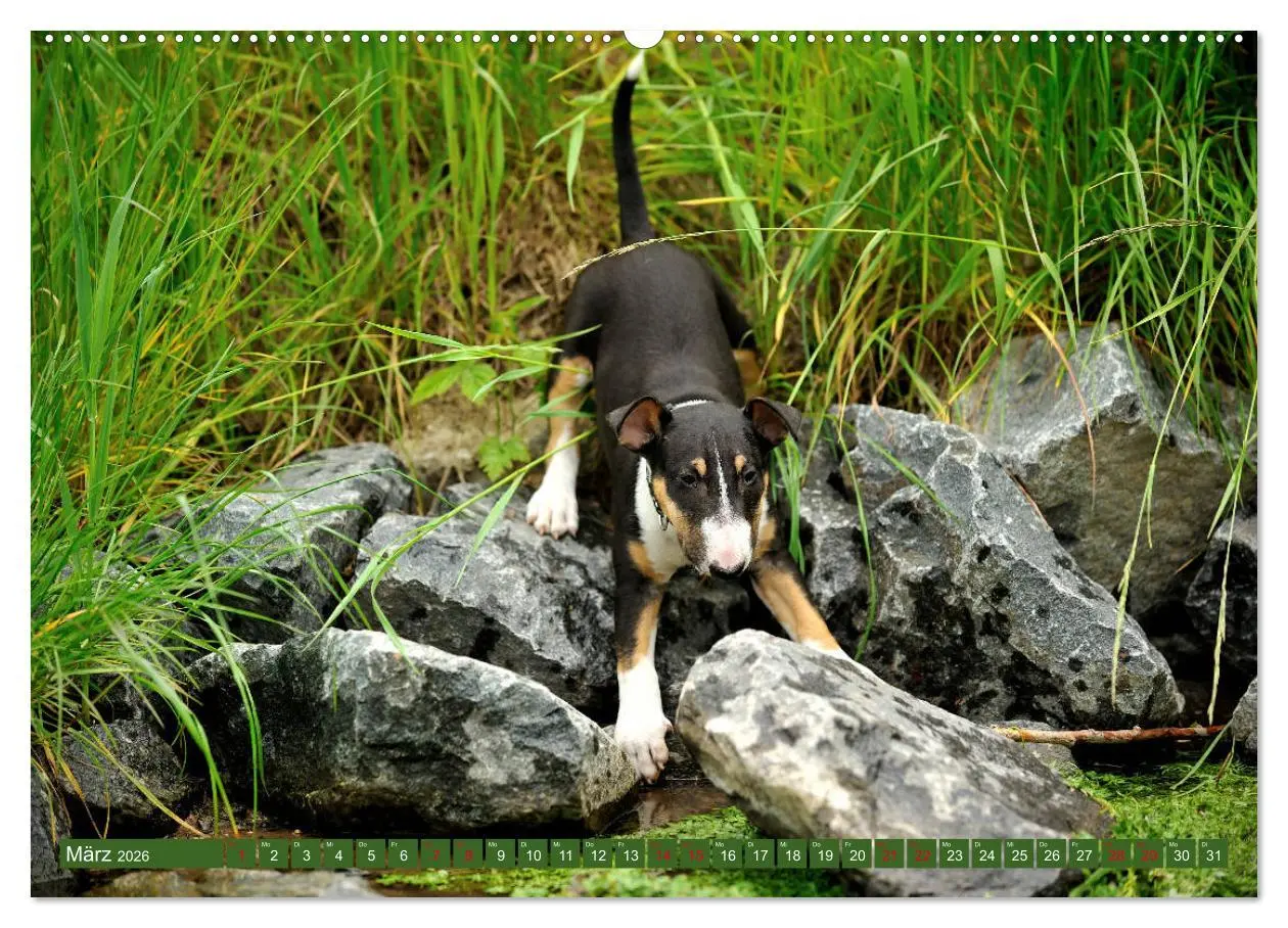 Bild: 9783457878958 | Bullterrier, Powerpakete auf 4 Pfoten (Wandkalender 2026 DIN A2...