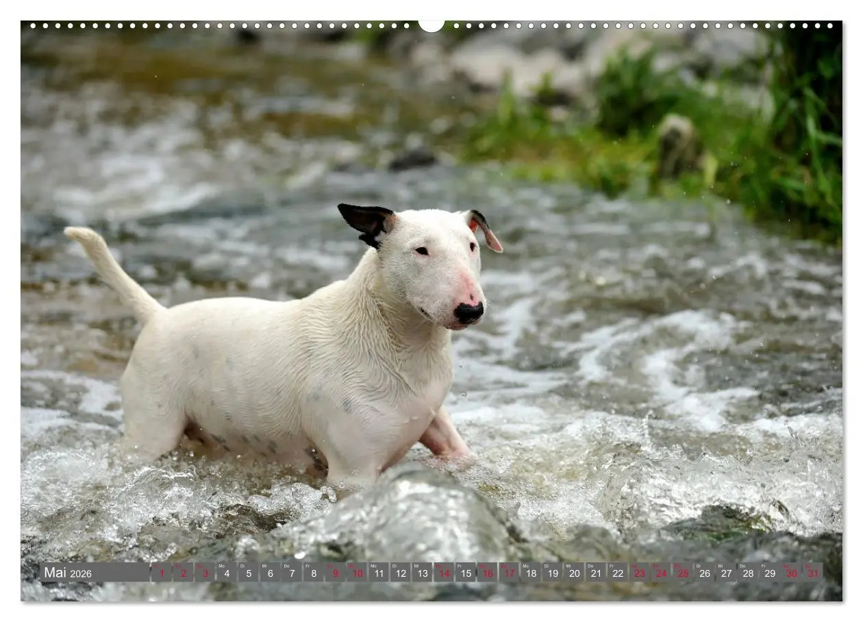 Bild: 9783457878958 | Bullterrier, Powerpakete auf 4 Pfoten (Wandkalender 2026 DIN A2...