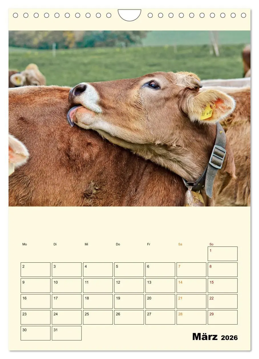 Bild: 9783516348958 | Glückliche Bergkühe (Wandkalender 2026 DIN A4 hoch), CALVENDO...