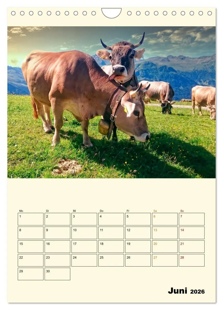 Bild: 9783516348958 | Glückliche Bergkühe (Wandkalender 2026 DIN A4 hoch), CALVENDO...