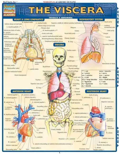 Cover: 9781572229358 | QUICKSTUDY VISCERA | Vincent Perez | Quickstudy: Academic | Englisch