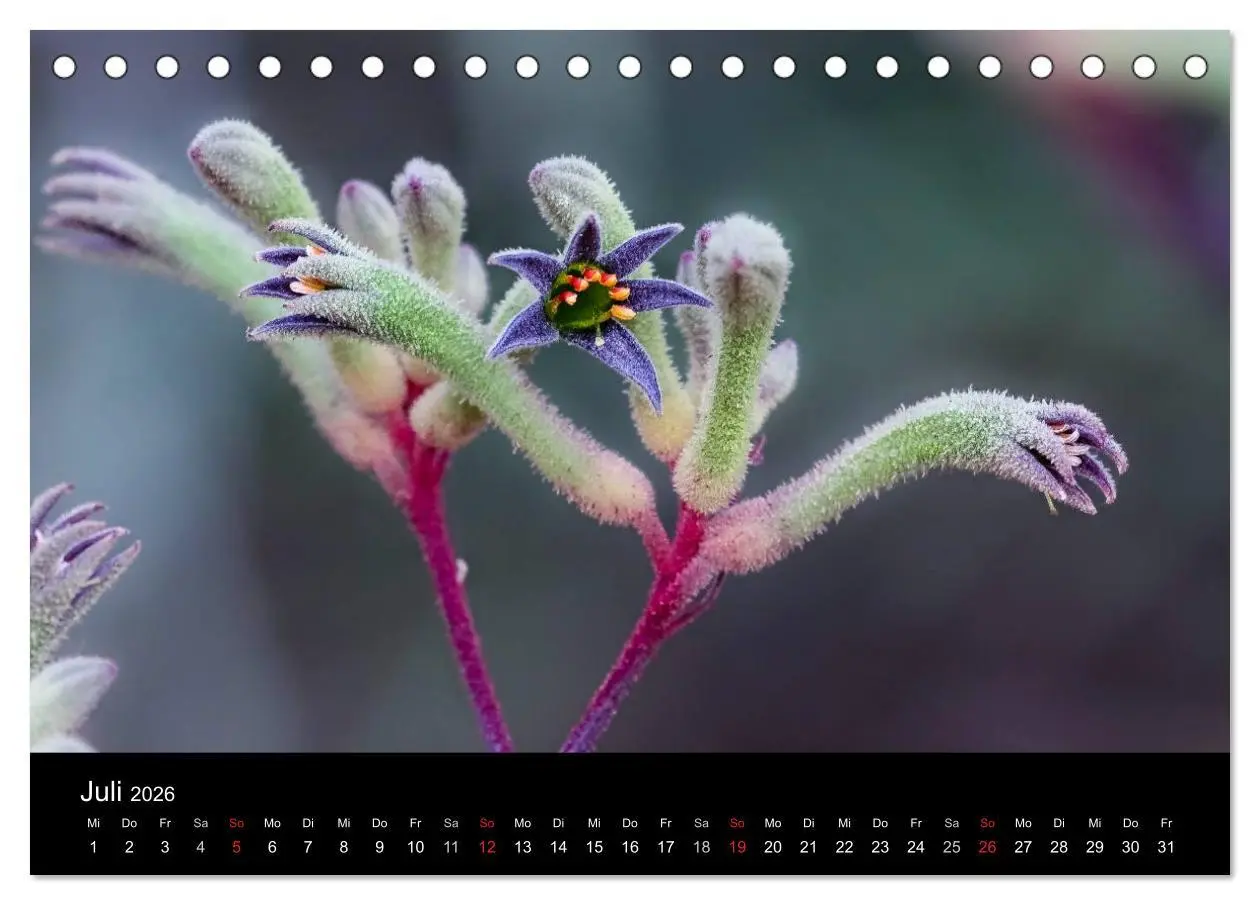 Bild: 9783516069358 | Australien 2026 Natur und Kultur (Tischkalender 2026 DIN A5 quer),...
