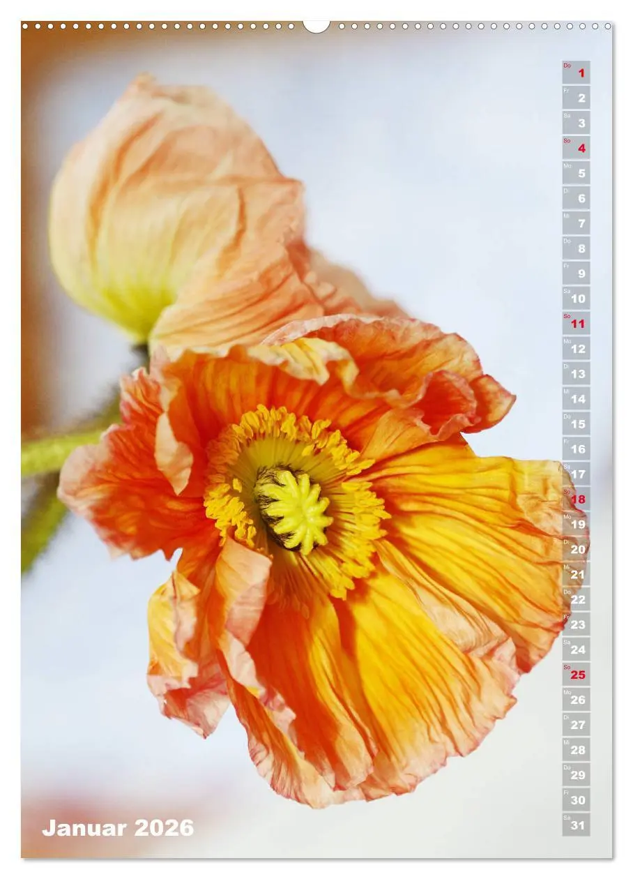 Bild: 9783516379358 | Mohn - Ein Blütentraum (hochwertiger Premium Wandkalender 2026 DIN...