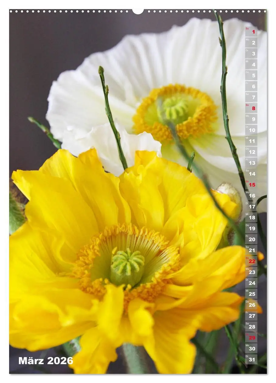 Bild: 9783516379358 | Mohn - Ein Blütentraum (hochwertiger Premium Wandkalender 2026 DIN...