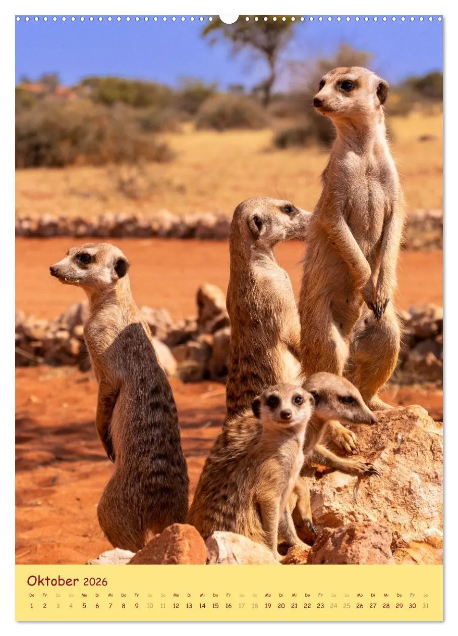 Bild: 9783516299458 | Erdmännchen - Eine Kolonie in der Kalahari (Wandkalender 2026 DIN...