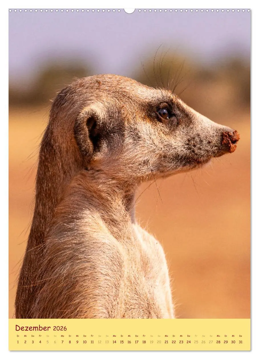 Bild: 9783516299458 | Erdmännchen - Eine Kolonie in der Kalahari (Wandkalender 2026 DIN...