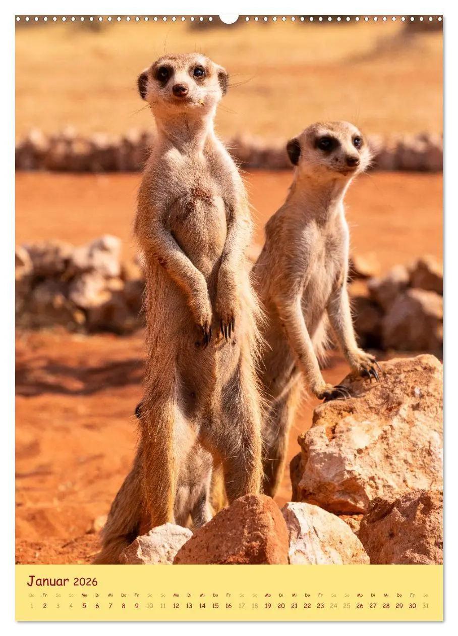 Bild: 9783516299458 | Erdmännchen - Eine Kolonie in der Kalahari (Wandkalender 2026 DIN...