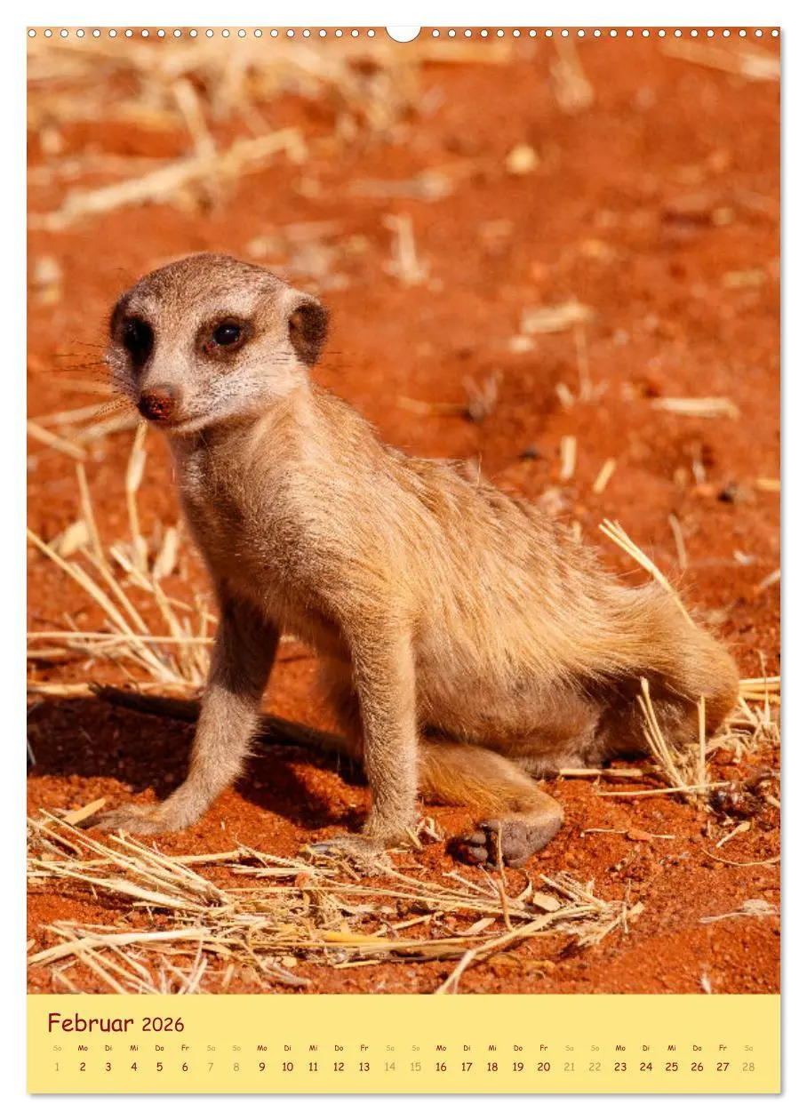Bild: 9783516299458 | Erdmännchen - Eine Kolonie in der Kalahari (Wandkalender 2026 DIN...