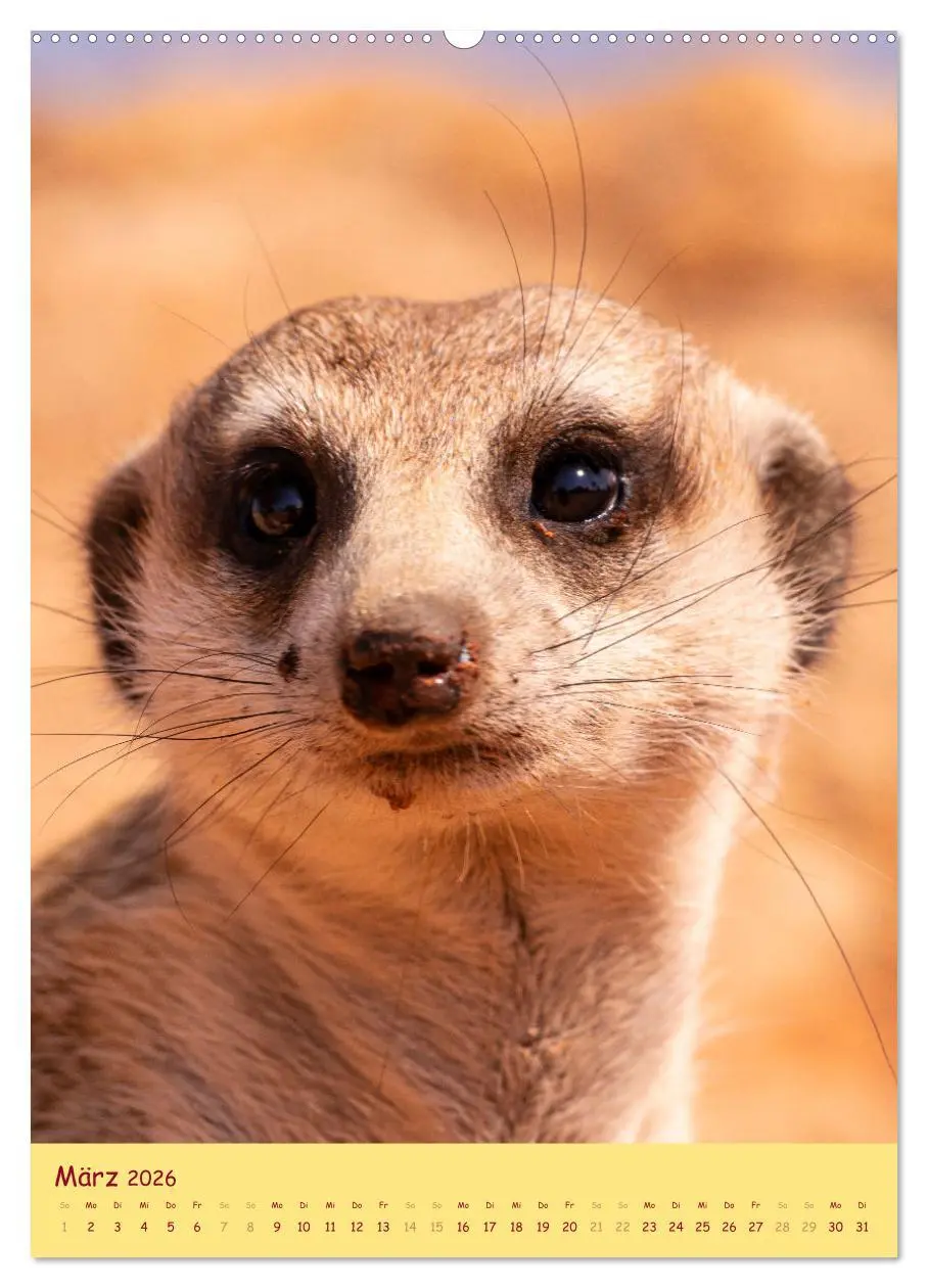 Bild: 9783516299458 | Erdmännchen - Eine Kolonie in der Kalahari (Wandkalender 2026 DIN...