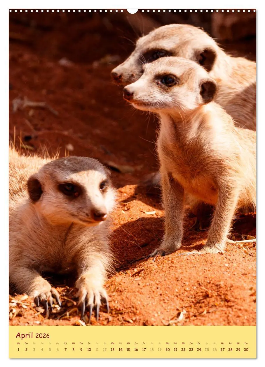 Bild: 9783516299458 | Erdmännchen - Eine Kolonie in der Kalahari (Wandkalender 2026 DIN...