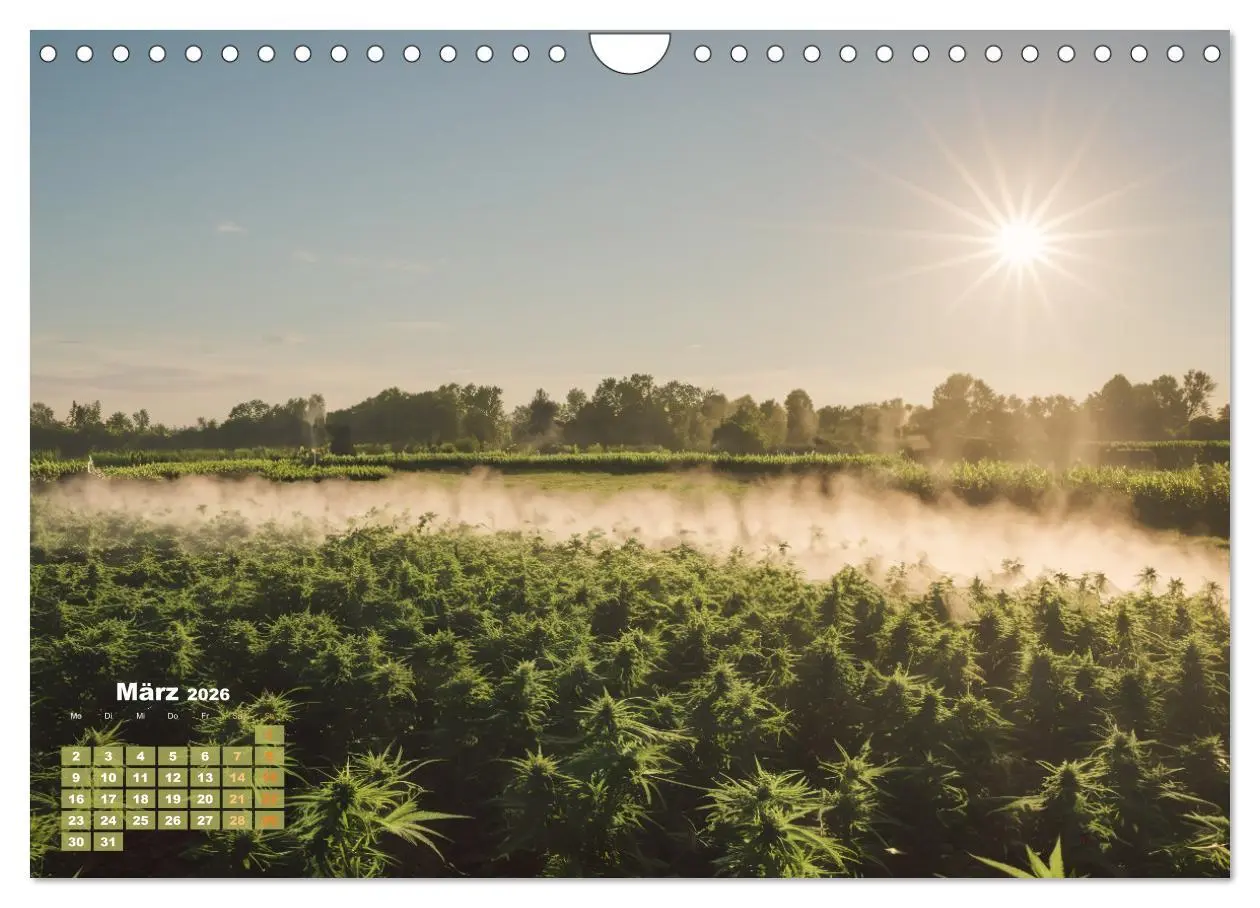 Bild: 9783457339558 | Wunderschöne Cannabisfelder (Wandkalender 2026 DIN A4 quer),...