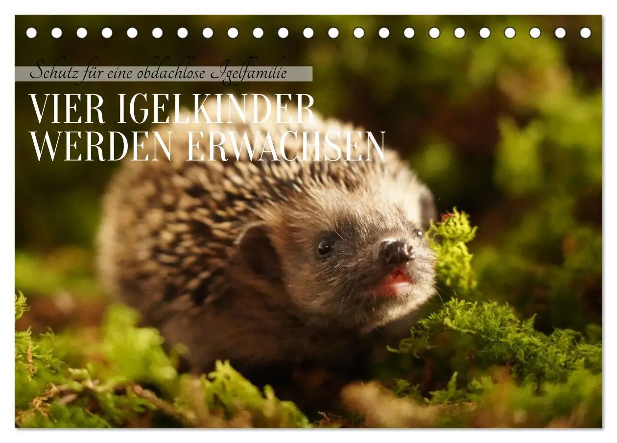 Cover: 9783516599558 | Schutz für eine obdachlose Igelfamilie - Vier Igelkinder werden...