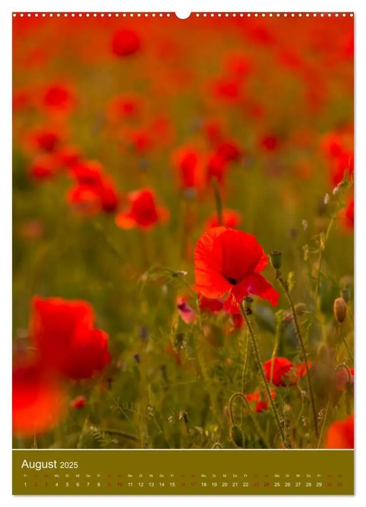 Bild: 9783435919758 | Mohnblumen - kraftvoll und zart (Wandkalender 2025 DIN A2 hoch),...