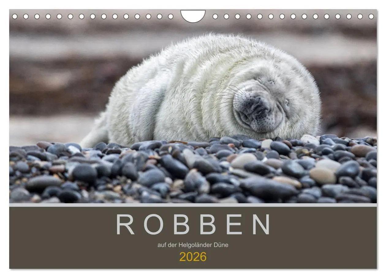 Cover: 9783457939758 | Robben auf der Helgoländer Düne (Wandkalender 2026 DIN A4 quer),...