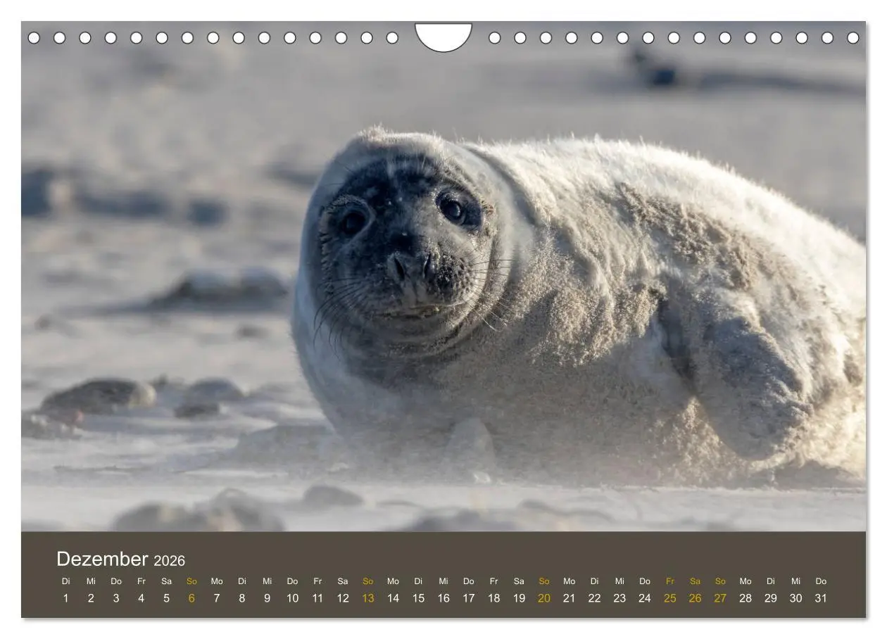 Bild: 9783457939758 | Robben auf der Helgoländer Düne (Wandkalender 2026 DIN A4 quer),...