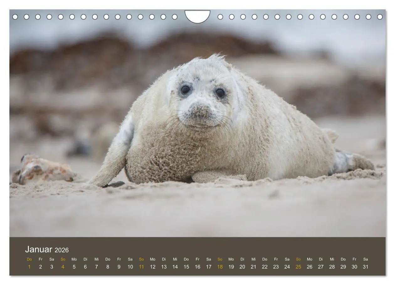 Bild: 9783457939758 | Robben auf der Helgoländer Düne (Wandkalender 2026 DIN A4 quer),...