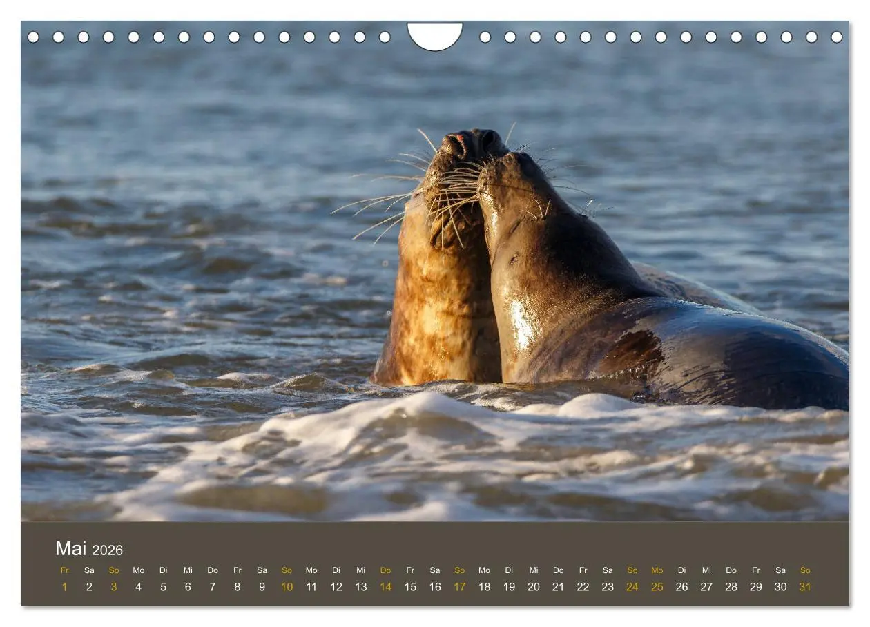 Bild: 9783457939758 | Robben auf der Helgoländer Düne (Wandkalender 2026 DIN A4 quer),...