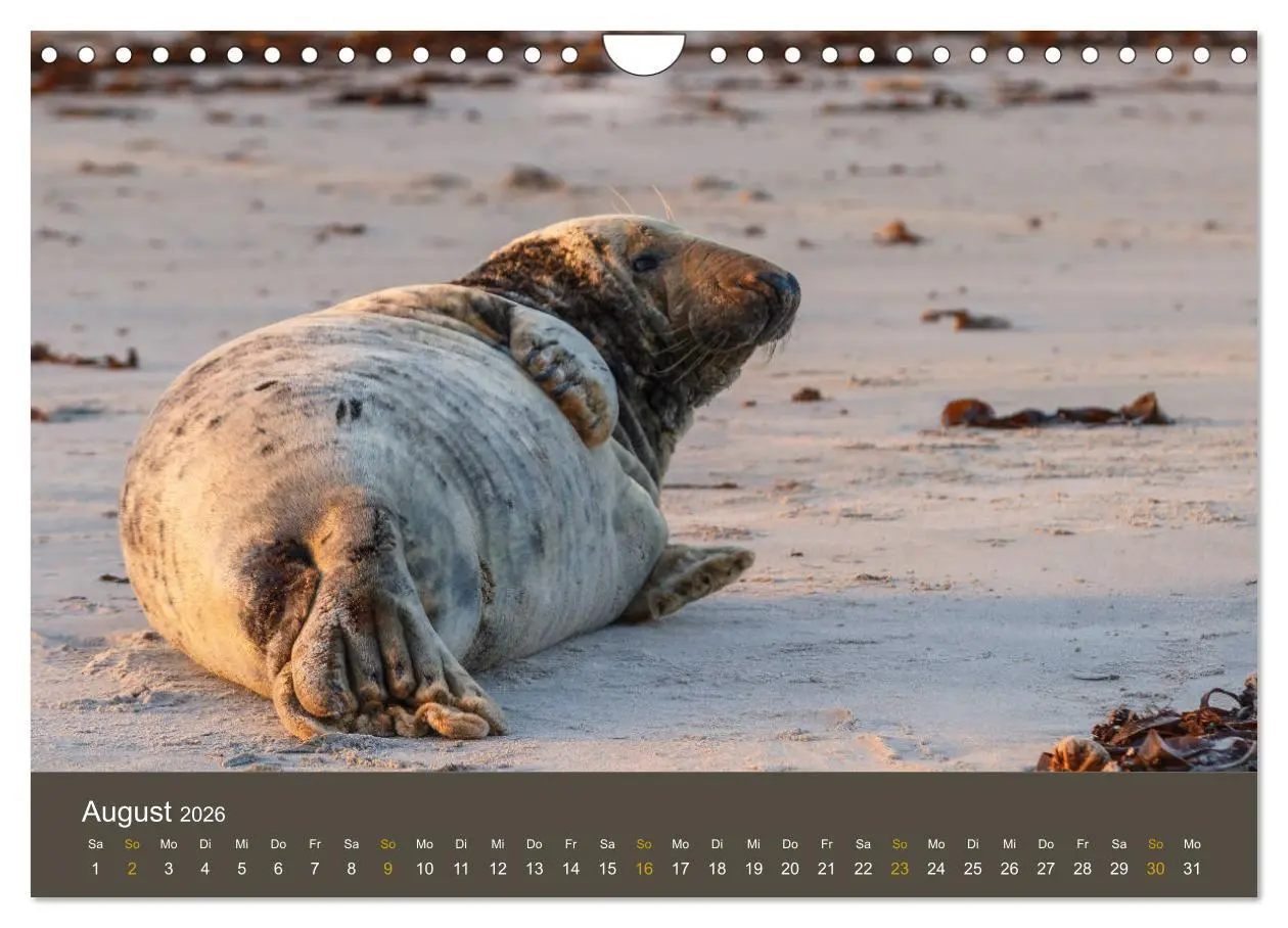 Bild: 9783457939758 | Robben auf der Helgoländer Düne (Wandkalender 2026 DIN A4 quer),...