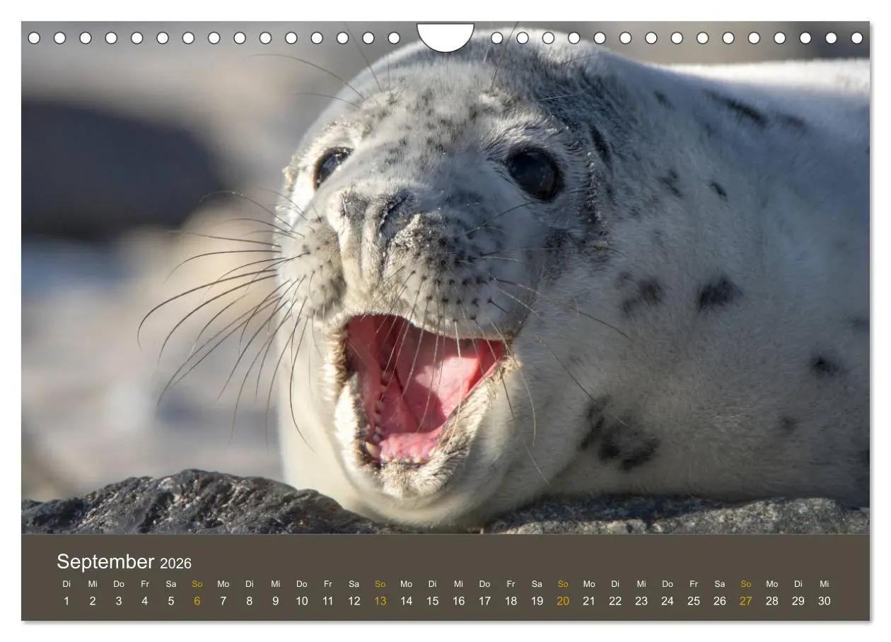 Bild: 9783457939758 | Robben auf der Helgoländer Düne (Wandkalender 2026 DIN A4 quer),...
