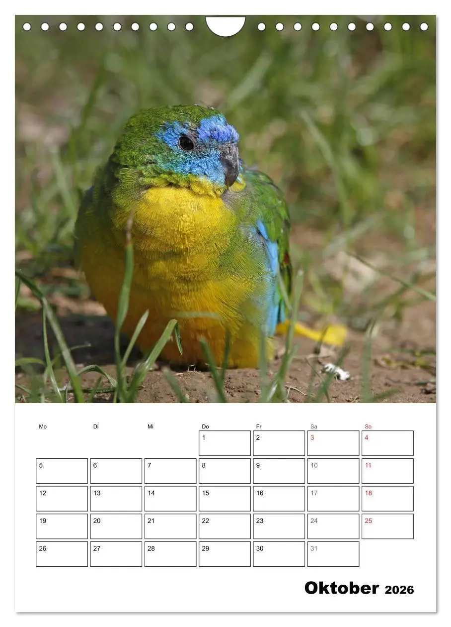 Bild: 9783516409758 | Papageien - Graupapagei, Rosella und Co. (Wandkalender 2026 DIN A4...
