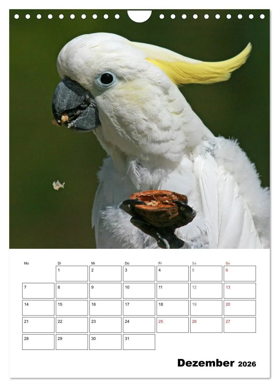 Bild: 9783516409758 | Papageien - Graupapagei, Rosella und Co. (Wandkalender 2026 DIN A4...