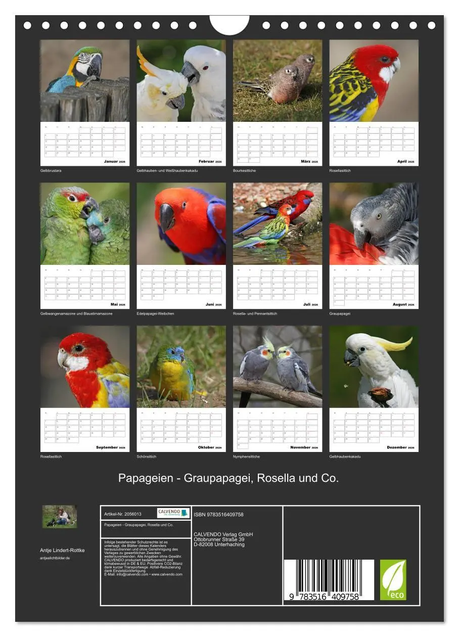 Bild: 9783516409758 | Papageien - Graupapagei, Rosella und Co. (Wandkalender 2026 DIN A4...