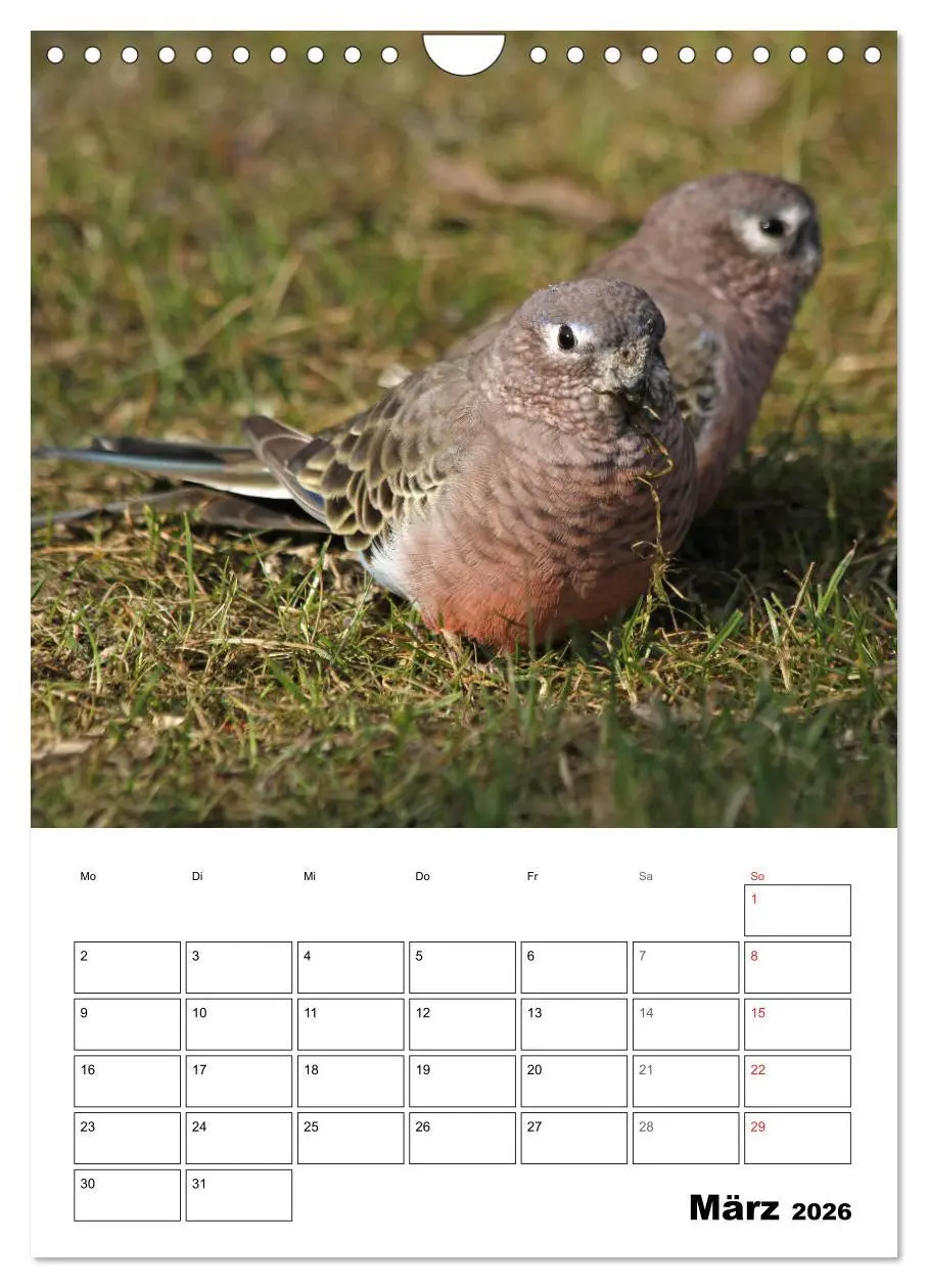 Bild: 9783516409758 | Papageien - Graupapagei, Rosella und Co. (Wandkalender 2026 DIN A4...