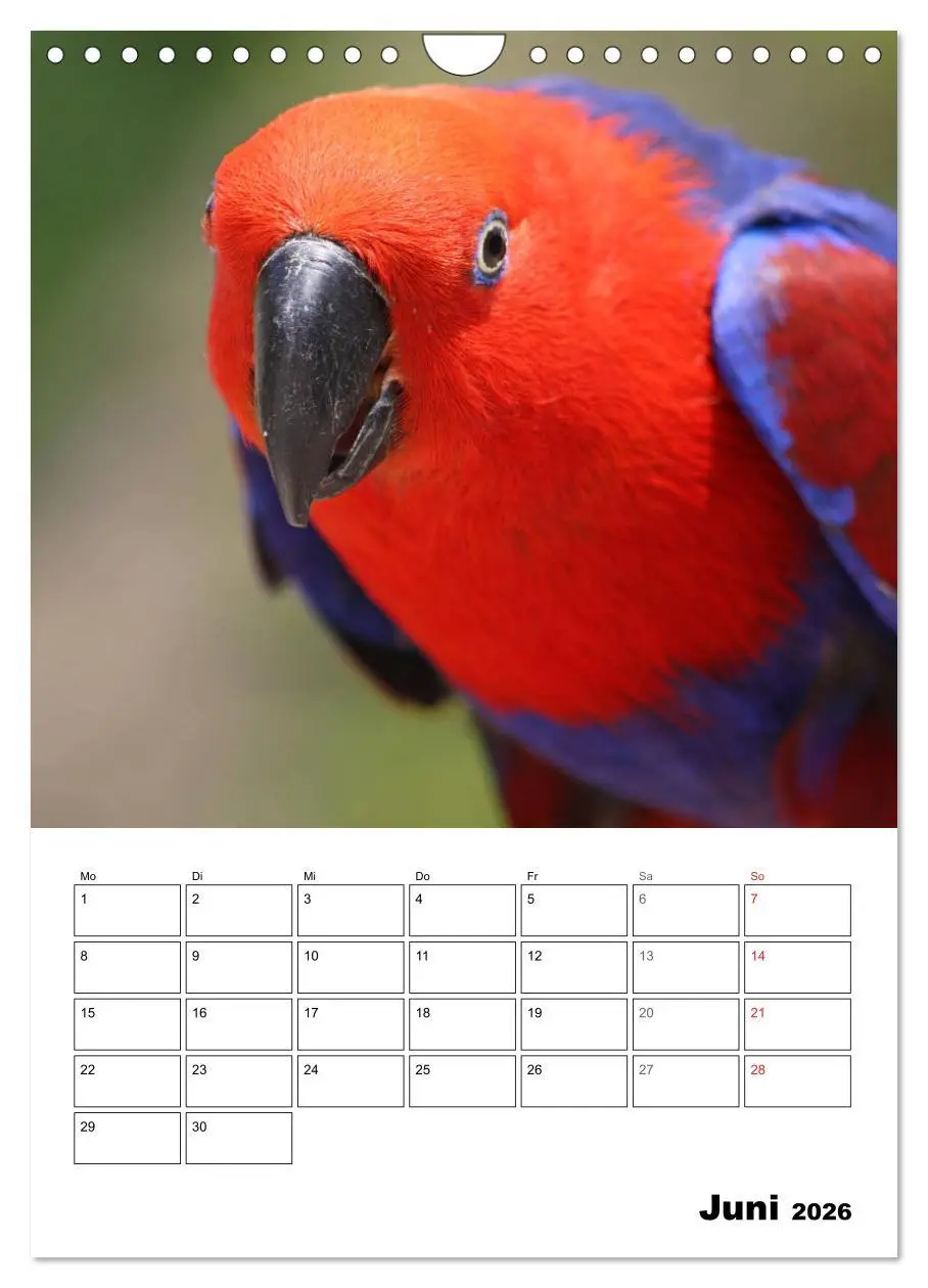 Bild: 9783516409758 | Papageien - Graupapagei, Rosella und Co. (Wandkalender 2026 DIN A4...