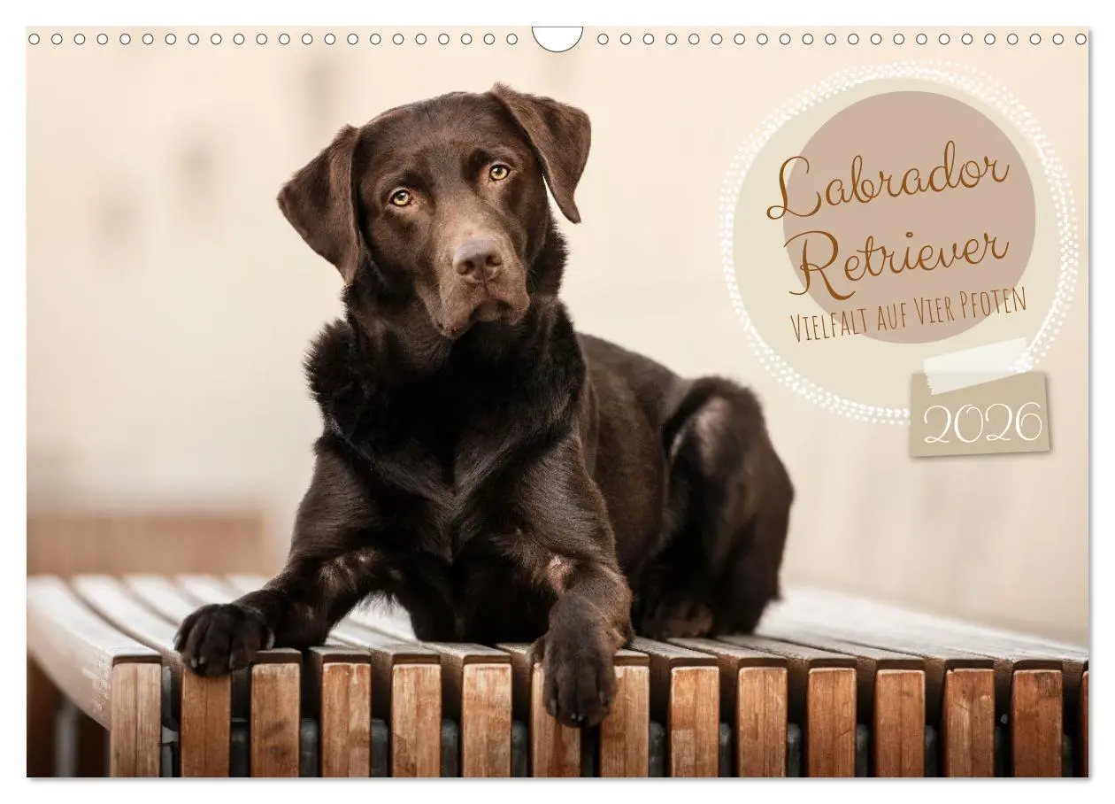 Cover: 9783457580059 | Labrador Retriever - Vielfalt auf Vier Pfoten (Wandkalender 2026...