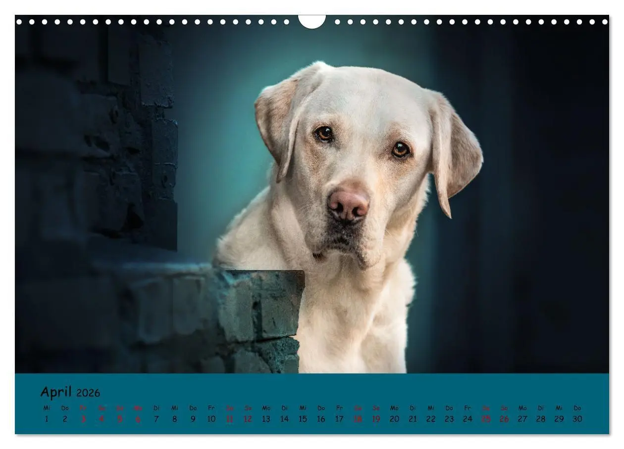 Bild: 9783457580059 | Labrador Retriever - Vielfalt auf Vier Pfoten (Wandkalender 2026...