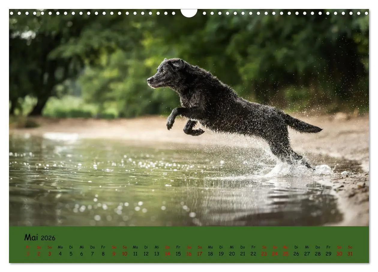 Bild: 9783457580059 | Labrador Retriever - Vielfalt auf Vier Pfoten (Wandkalender 2026...