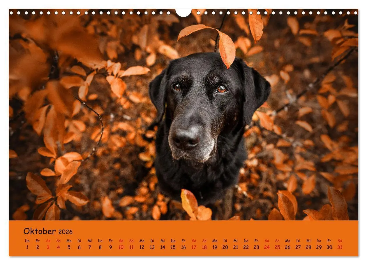 Bild: 9783457580059 | Labrador Retriever - Vielfalt auf Vier Pfoten (Wandkalender 2026...