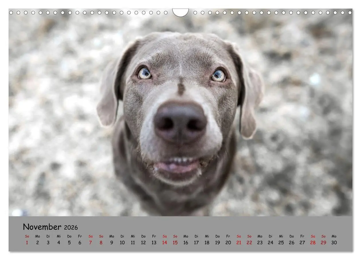 Bild: 9783457580059 | Labrador Retriever - Vielfalt auf Vier Pfoten (Wandkalender 2026...